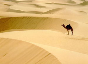 撒哈拉沙漠自驾游